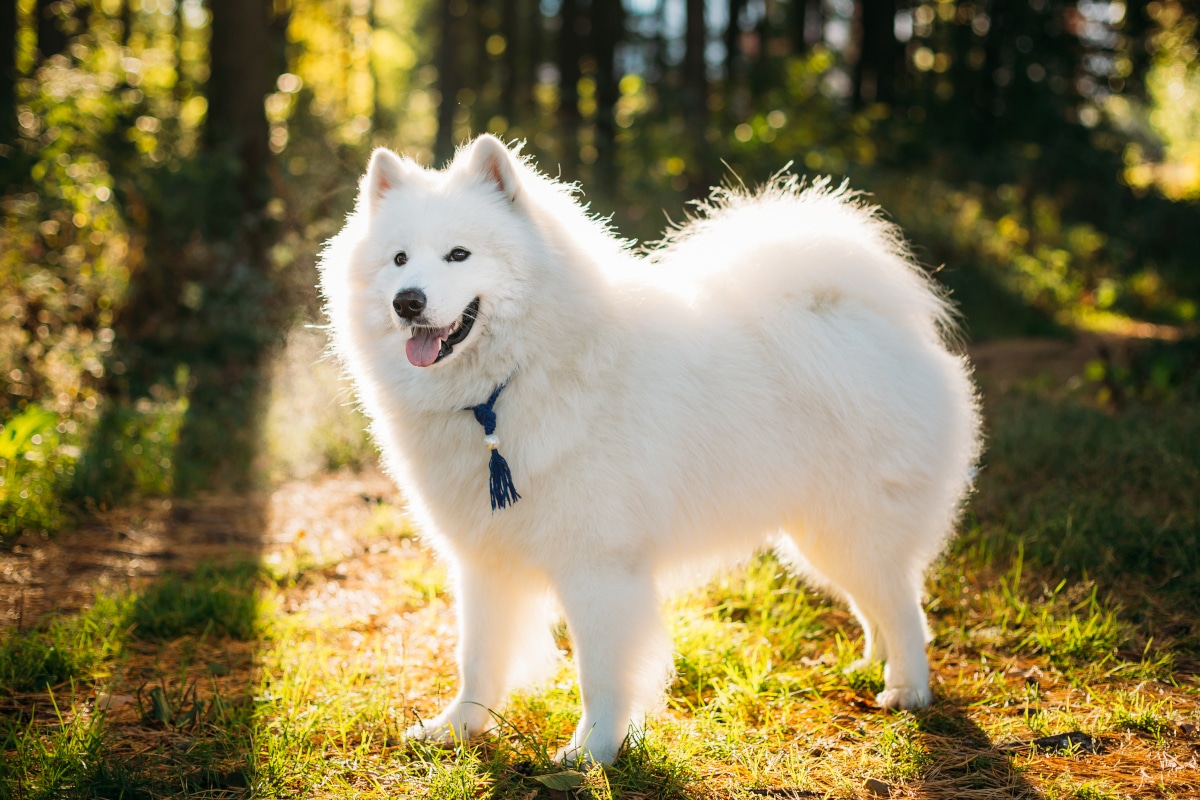 chien Samoyede