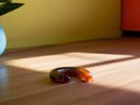 scolopendre dans la maison