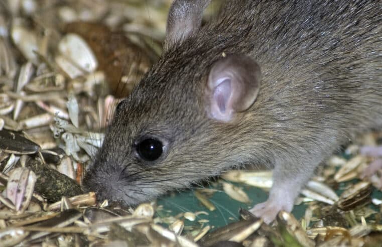 Les signes qui montrent que vous avez besoin d&rsquo;une dératisation à Marseille