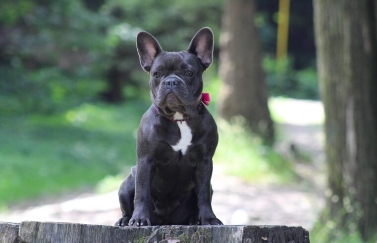 Les secrets de la popularité du Bull dog français dans le monde
