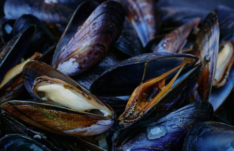 Combien de moules dans 1 litre : les secrets de la pêche à la moule révélés
