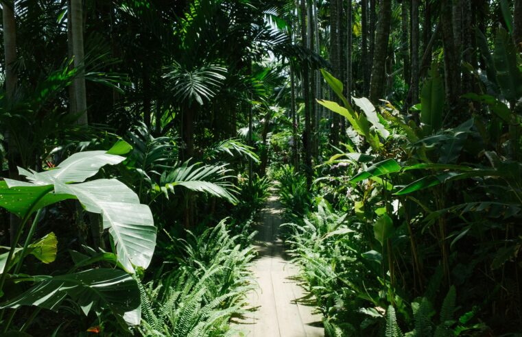 Nom de plante en u : liste des plantes commençant par u adaptées à votre climat